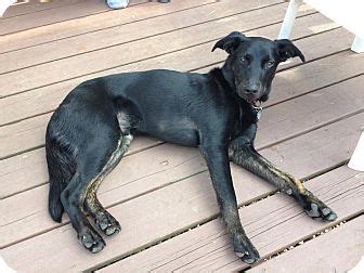 Work great for my dog max who is a lab mix with a body. Patter | Adopted Dog | Brookings, SD | Labrador Retriever ...