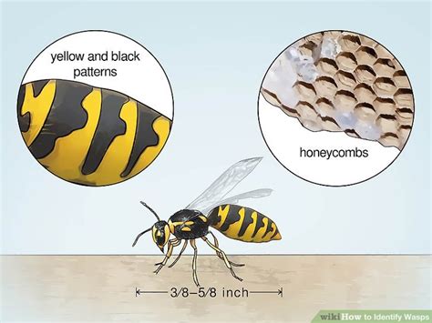 Learn How To Do Anything How To Identify Wasps