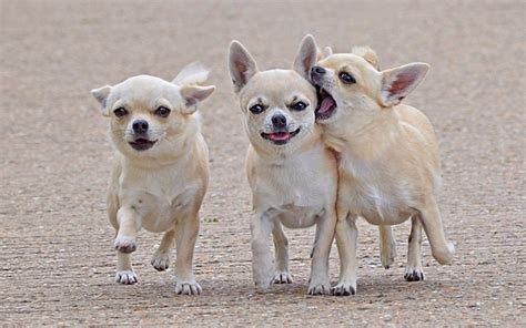 Chihuahua Dogs Wallpaper 53 Images