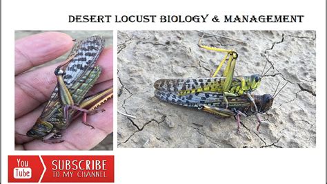 Desert Locust Biology And Management Youtube