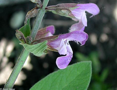 Salvia Officinalis West Indian Sage Go Botany