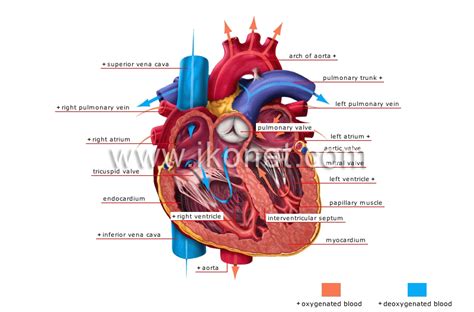 Human Being Anatomy Blood Circulation Heart Image Visual Dictionary