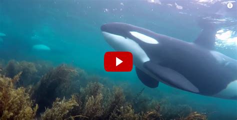 Spectacular Encounter With Orcas Scuba Diver Life