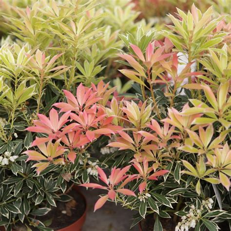 Pieris Flaming Silver Buy Plants At Coolplants