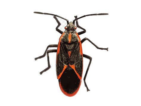 Boxelder Bug Control Insect Removal Exterminator