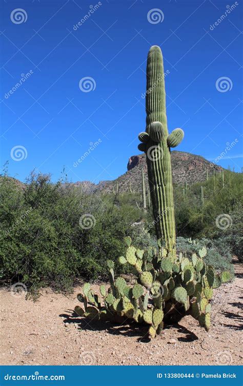 Saguaro And Prickly Pear Cactus Sonoran Desert Arizona Stock Photo