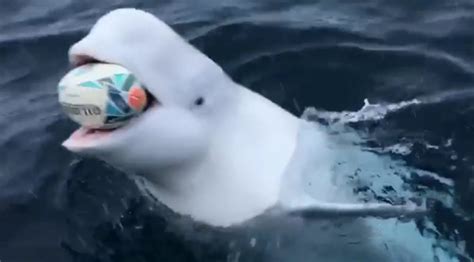 Friendly Beluga Whale Plays Fetch With Boaters In Antarctica