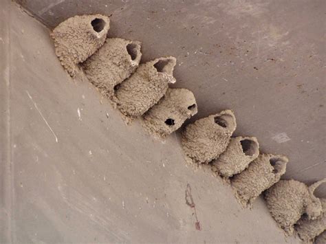 At the first sign of nest building, remove the nest. Swallow Control - swallow nest removal and proofing