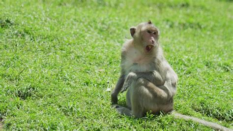 Vídeo Premium Imágenes De La Naturaleza De La Vida Silvestre En