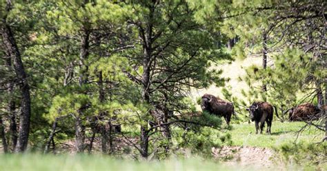 Pine ridge national recreation area is a large park with campgrounds and a labyrinth of trails running through the forest. Pine Ridge National Recreation Area - Discover Northwest ...