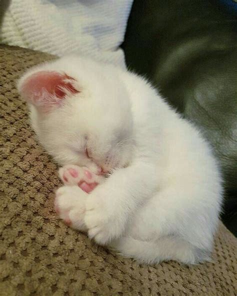 Cute Kittens Sleeping Cute Kittens Photo 41441493 Fanpop