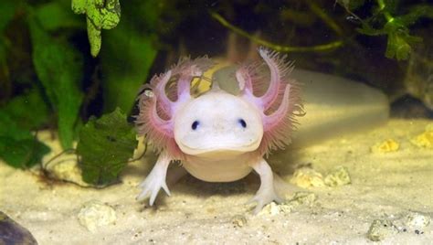 √ Axolotl Fisch Mit Beinen Fischlexikon