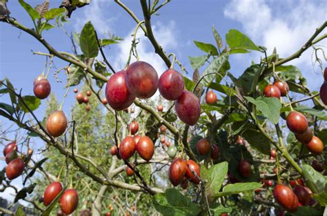 What Is Tamarillo And How To Use It