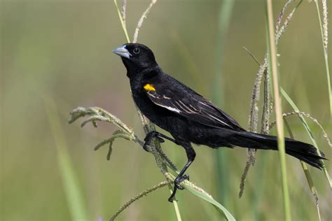 30 Stunning Black Birds With White Wings