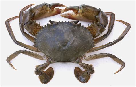 Mangrove Crab Mud Crab Seafdecaqd