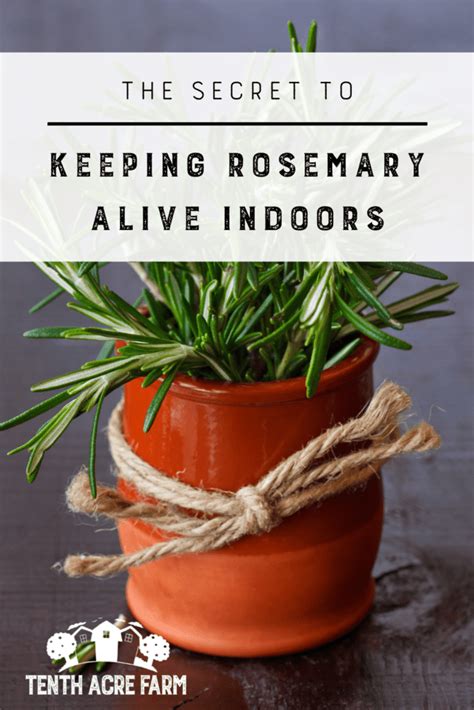 The Secret To Keeping Rosemary Alive Indoors Tenth Acre Farm