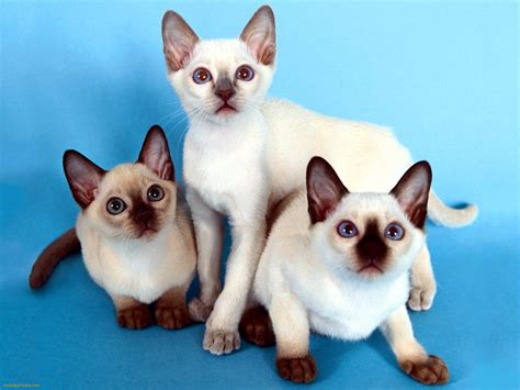 Siamese Cat Information Fun Animals Wiki Videos Pictures Stories