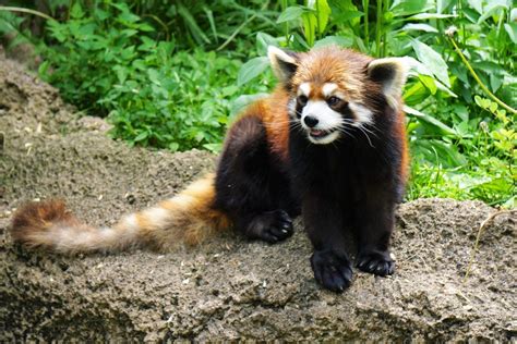 Columbus Zoo Red Panda Missing 614now