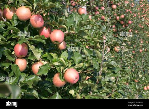 Apples Apple Cultivation Apple Apple Cultivations Stock Photo Alamy