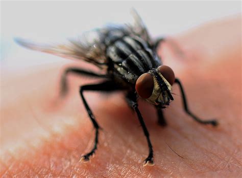 3 Signs You Have A Housefly Infestation Deal With Pests