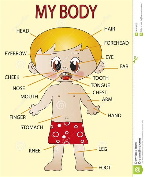 Body parts will help kids practice and reinforce their concept of body parts. My body stock illustration. Image of stomach, various - 26964205