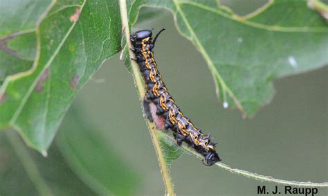 Outrage For Oaks Orangestriped Oakworm Anisota Senatoria — Bug Of The Week