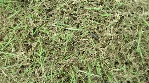 Lawn Armyworm Insect Pest Syngenta Turf And Landscape