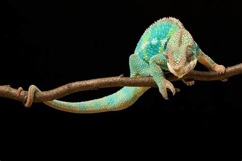 50 Colorful Chameleon Facts To Fascinate You