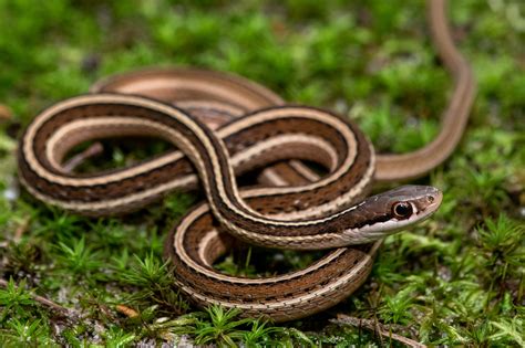 Snakes Of South Carolina South Carolina Partners In Amphibian And