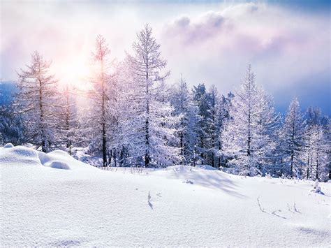 겨울 정글 눈 언덕 나무 햇빛시사