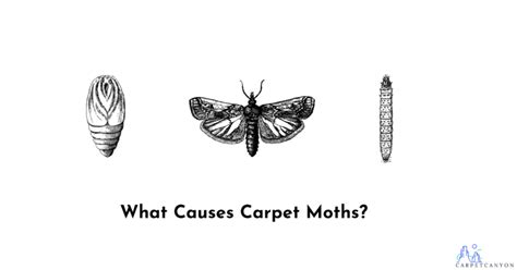 What Causes Carpet Moths Carpet Canyon