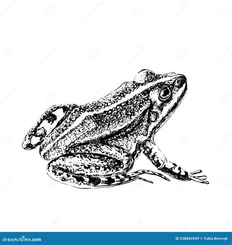 Frog Engraving Style Drawn In Ink Black And White Stock Vector