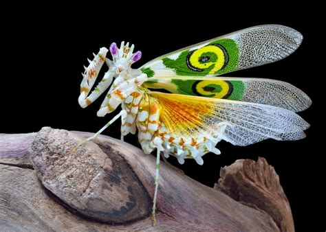A Woman Found An Incredible Flower Like Bug That Looks Like A Work Of Art