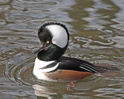 Pictures And Information On Hooded Merganser