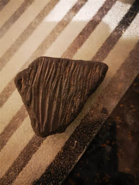 Is This A Fossil Of Tree Bark Rfossilid