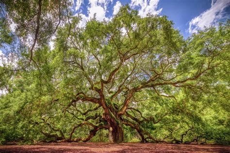 Angel Oak Tree Photograph By Alexander Philip Fine Art America