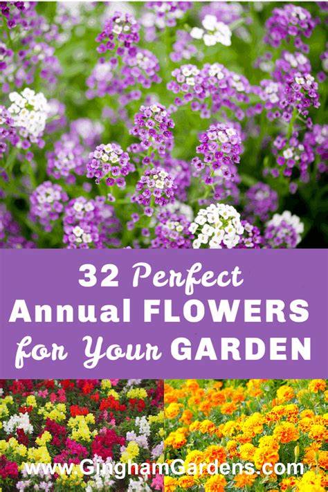 The Best Annual Flowers Artofit