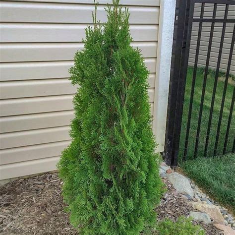 Emerald Green Arborvitae A Narrow Privacy Tree Plantingtree