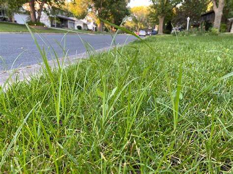 The Quackgrass Guides And How To Kill It