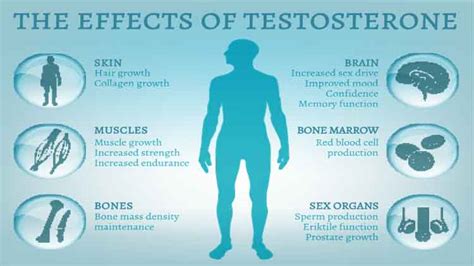 Signs Of High Testosterone In A Man Benefits And Dangers