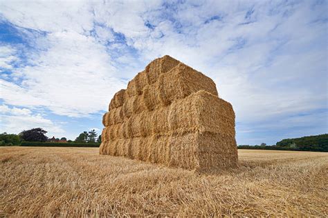 Square Hay Bales Stock Photos Pictures And Royalty Free Images Istock
