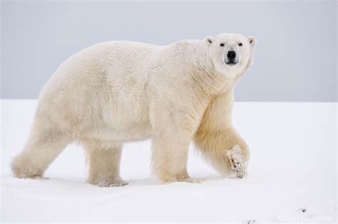 Adult Male Polar Bear Walks Over Snow Alaska Alaska Carl Donohue