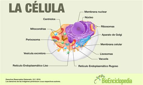 Infografía De La Célula Animal Estructura Bioenciclopedia
