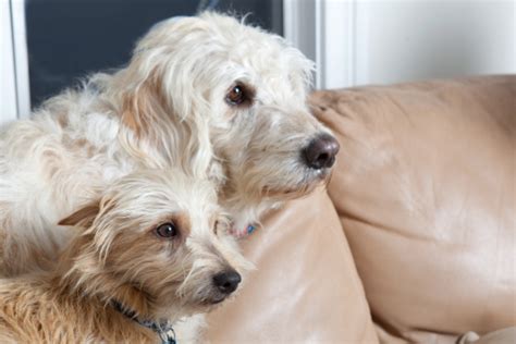Two Dogs Together Stock Photo Download Image Now Affectionate