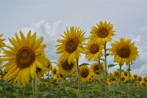 Sunflowers Michael Flickr