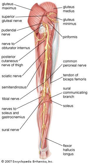 Sciatic Nerve Lower Back Leg Pain Nerve Damage Britannica