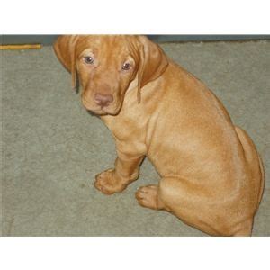 Vizsla puppies for sale in indianaselect a breed. AKC VIZSLA Puppies - IN - Ad #25484