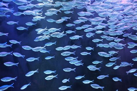 Sea Life Aquarium Crown Center Kansas City Mo Jim Keeling Flickr