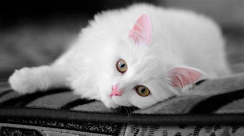 White Cats Wallpapers Wallpaper Cave