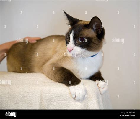 Tabby Point Siamese Cat Hi Res Stock Photography And Images Alamy